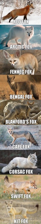 everythingfox:Educational fox lesson