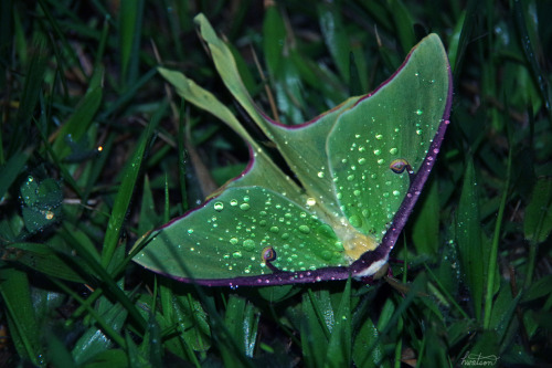 frolicingintheforest:Look at this gorgeous Luna Moth! 