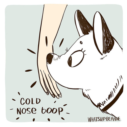whatsupbeanie - When a pup blesses you with a cold nose boop.