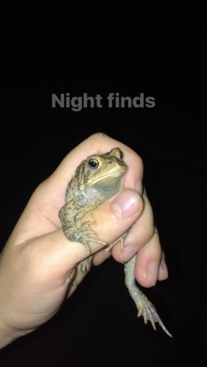 little-tunny:Great toad pics everyone… Here’s some night...