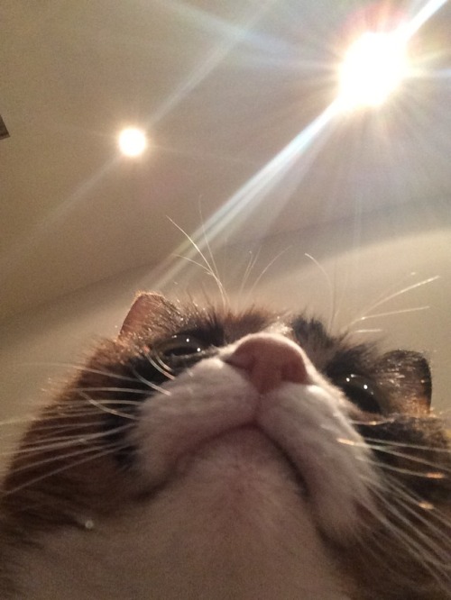 unflatteringcatselfies - this is my cat chumby!