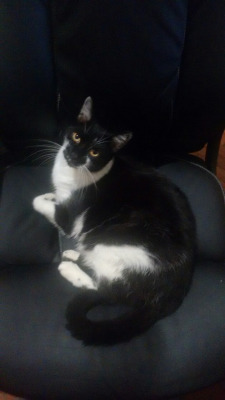 unflatteringcatselfies - This is Kovu, my cat.He likes to sleep...