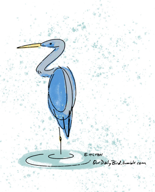A heron that is blue happened to pop out of my scribbles today.