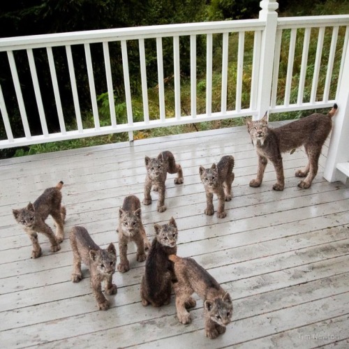 theotherwesley:catsbeaversandducks:Anchorage Resident Tim...