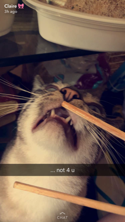 unflatteringcatselfies - His name is Nimbus and he’s a really...