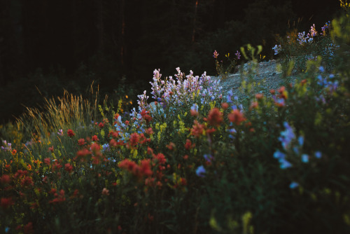 timberphoto:A summer sunset in Montana.Instagram