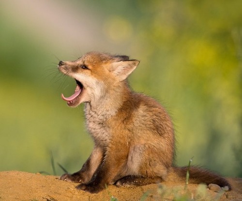 everythingfox - Fox Yawn Compilation