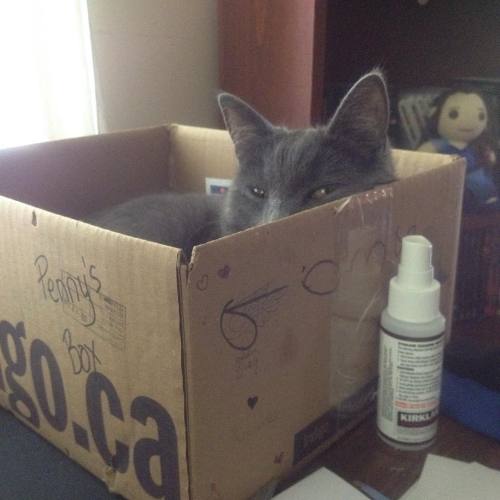 dragoon811 - Pensieve is judging me again… #cat #kitty #greycat...