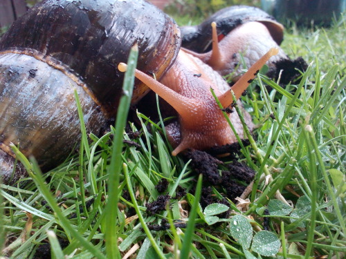 thorbjork - It was really hot today so my snails got garden time...