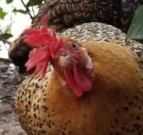 tinysaurus-rex - chickenkeeping - this is the hangout spot for...