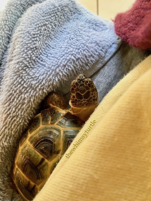 Weekends mean lap tortoise duty!