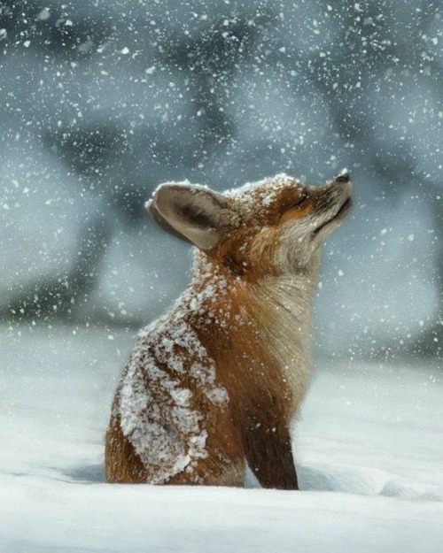 everythingfox - ( ︶ - ︶ )Photo by Fabiano Cabral