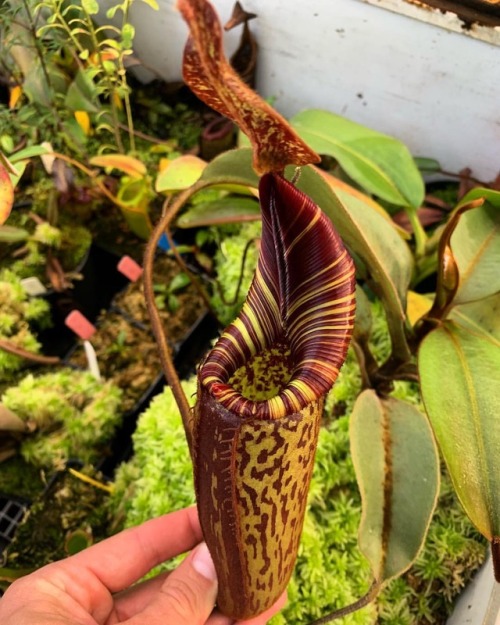 jeremiahsplants - Nepenthes hurrelliana has some of the best...