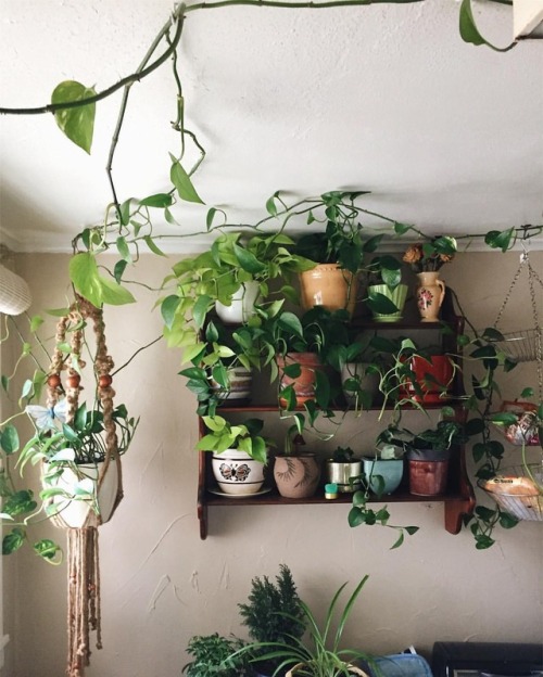 staygoldjess - My kitchen is full of pothos plants ✨ //...