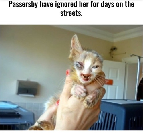 i-have-no-gender-only-rage - cat rehabilitation story 