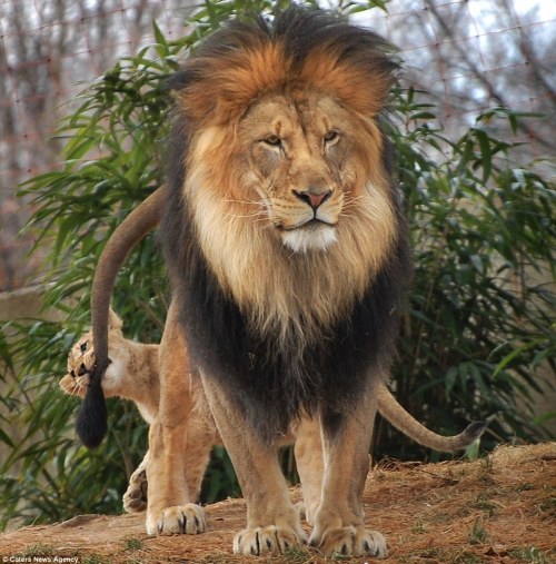 insertepithethere - sixpenceee - The male lion cowers his head as...