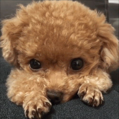 pink-natural - Tiny Brown Puppy Gif Set X