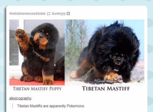 lolfactory - Tibetan Mastiff Before And After✰ tumblr...