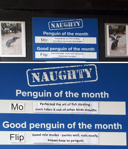 catsbeaversandducks:This Aquarium Picks The Naughtiest Penguin...