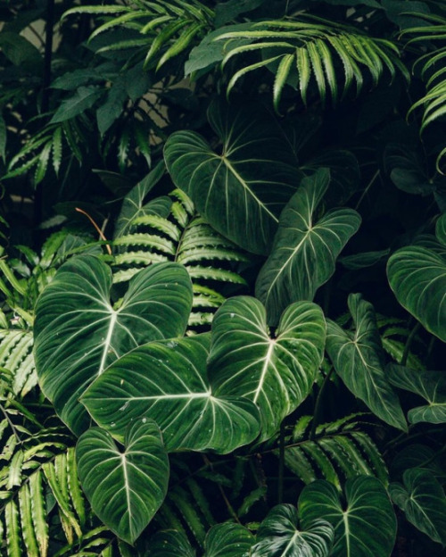 palhm - theadventurechild - Jungle/tropical blogApply -  First...
