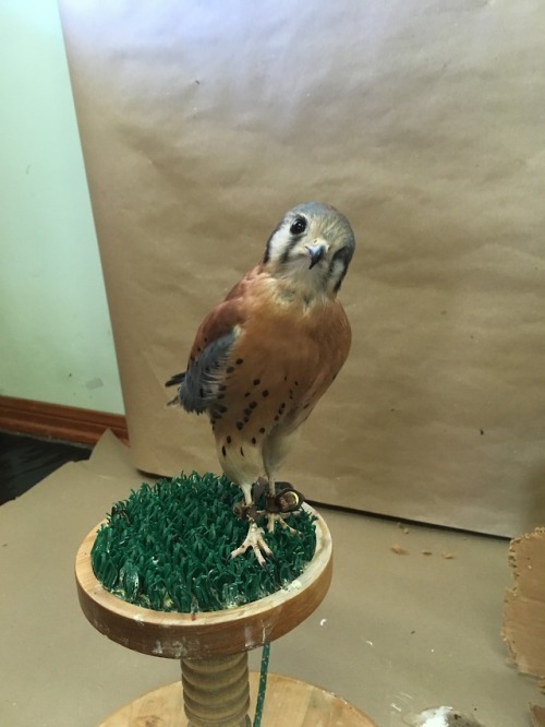 preytaxidermy - This is Peepers. He’s a one-eyed Kestrel who lives...