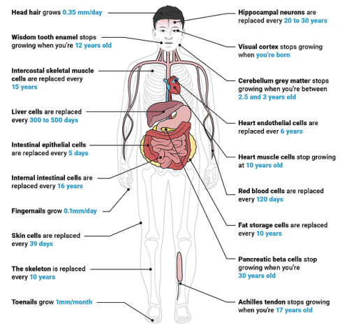 businessinsider - How long it takes your body to regrow 19 types...