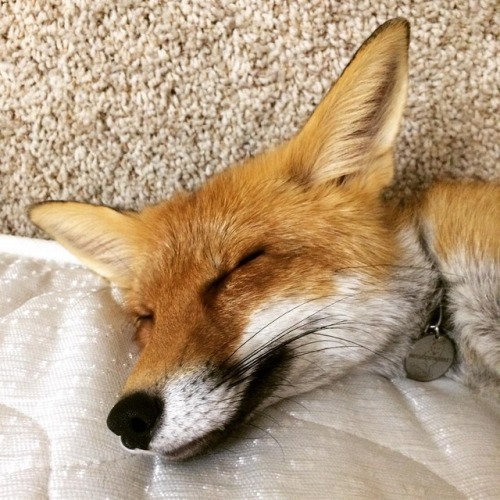 foxpost-generator - everythingfox - Sleepy 