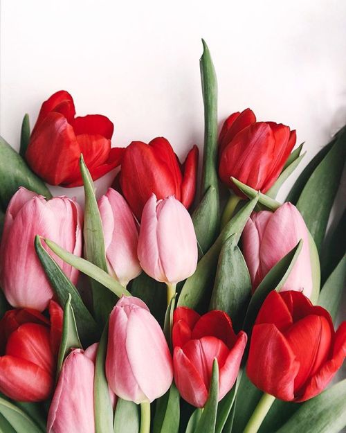 floralls:by brigitte tohm