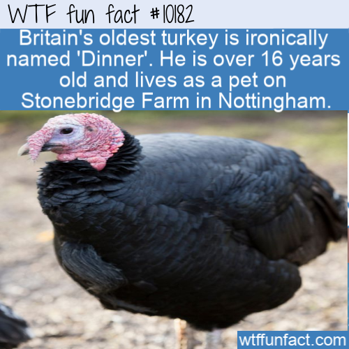 wtf-fun-factss - Britain’s oldest turkey is ironically named...