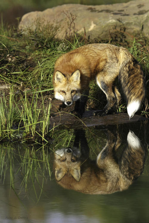 beautiful-wildlife - Fox Reflection by Mike Dodak