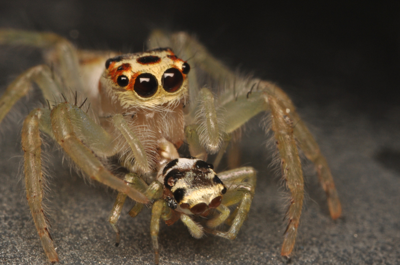 Image result for female spider eat male spider
