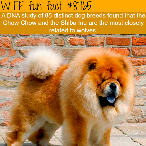 wtf-fun-factss - The closest dog to the wolf - WTF fun facts