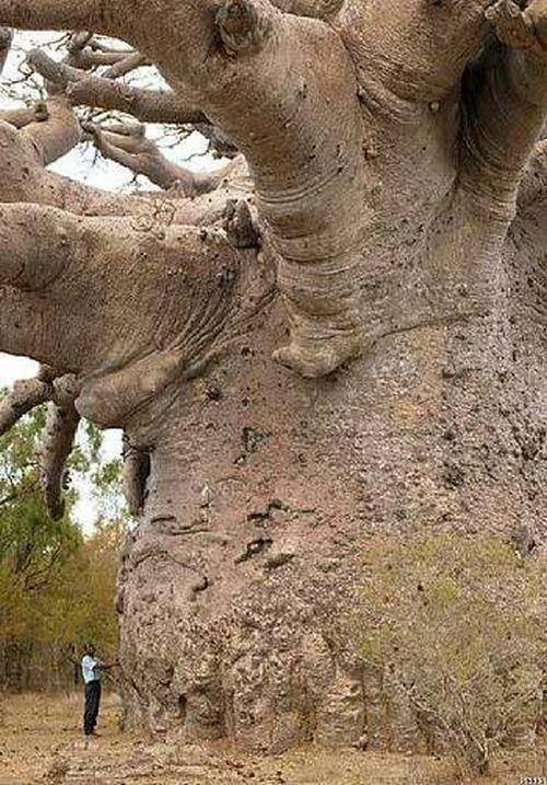everythingstarstuff - 6000-Year-old baobab tree in...