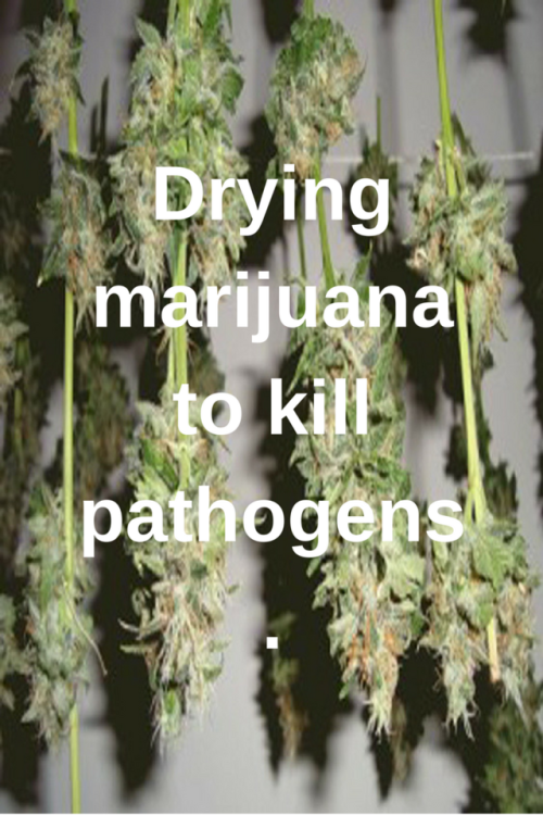 sharethaweed - drying marijuana