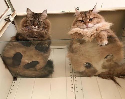 thecatsmustbecrazy:the crystal ledge of judgement