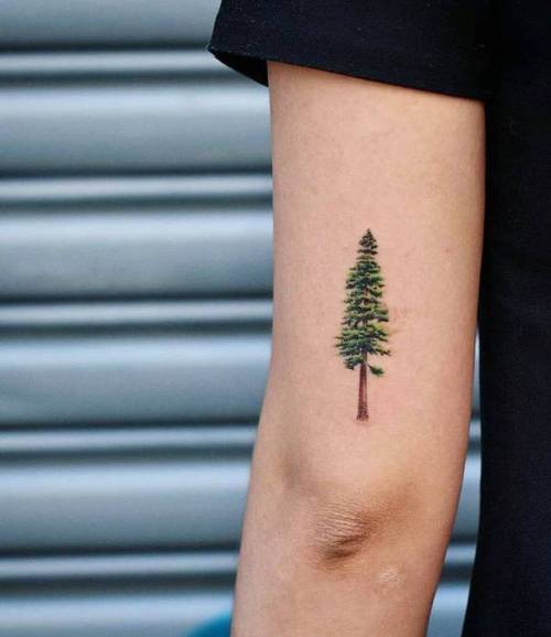 By Drag, done at Bang Bang Tattoo, Manhattan.... tree;small;tricep;tiny;pine tree;ifttt;little;nature;drag;illustrative