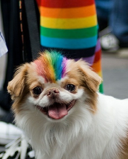 seashellesbians - gay dogs at pride parades being gay 