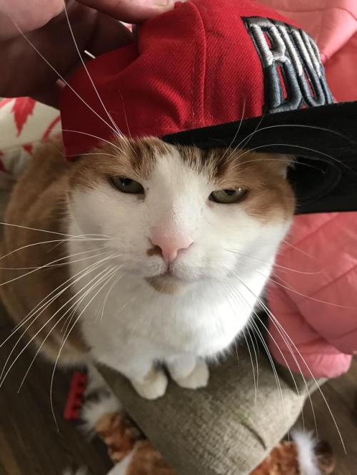constantcaturday:This is Oliver. He’s gangster. He’s...