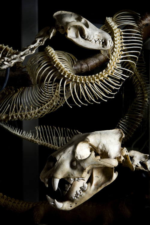 blackbackedjackal - “The Grant Museum of Zoology at University...