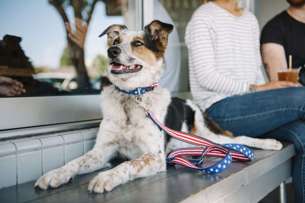 Pet Parent Patriotism: The Popularity of Made in the USA Products