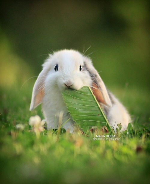 tt280 - adorable-bunnies - ❤️Bunn eat leaf@pauldepleur