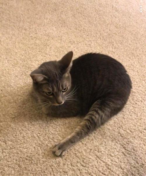 awwcutepets:I submit one (1) hamb leg for your consideration