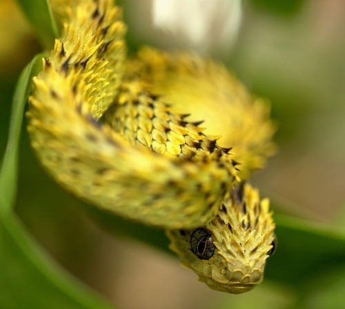 lovingexotics - Spiny Bush Viper Atheris Hispida Source - ...