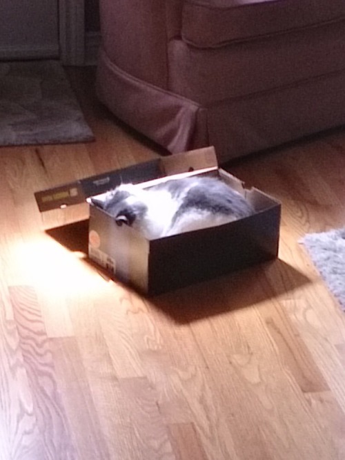 unflatteringcatselfies - This is Missy. She sleeps in shoe boxes...