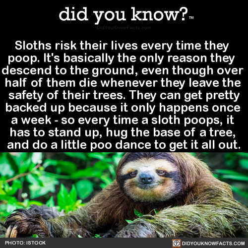 sloths-risk-their-lives-every-time-they-poop