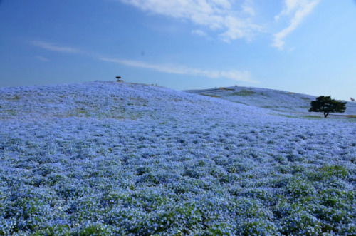 mountainashfae - landscape-photo-graphy - 4.5 Million Baby Blue...