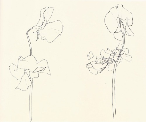 mdme-x - Ellsworth Kelly - Plant Drawings (1960-91) | Sweet Pea