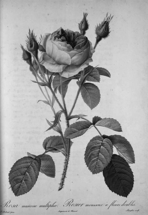 chaosophia218 - Pierre-Joseph Redouté - Les Roses, 1817.