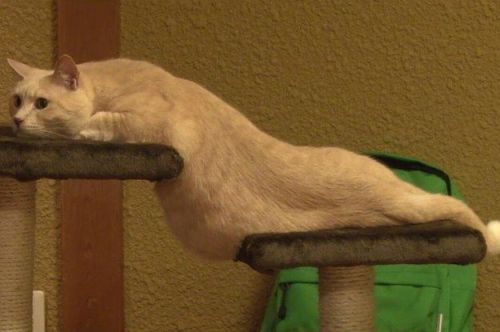 coolcatgroup - cursedcatpictures - submitted by - nigballSlug or...