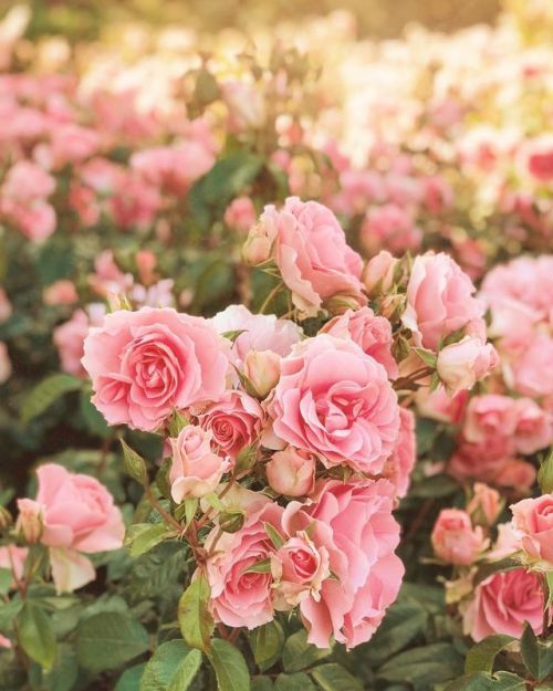 florealegiardini - it’s Queen Mary’s Rose Garden in Regent’s Park...